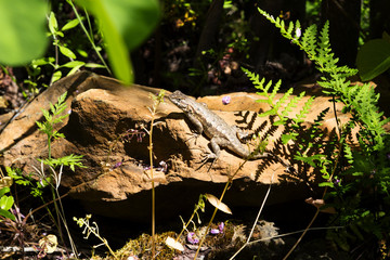 Lizard Sunning On Red Rock Amid Green Plants