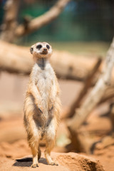 Alert meerkat standing on guard