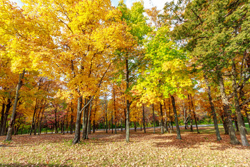 Naklejka premium Pere Marquette State Park