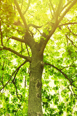 Green leaves with sun rays
