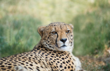 lieing cheetah