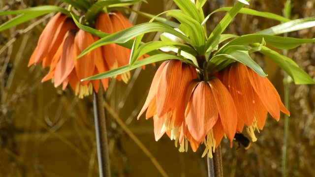 Kaiserkrone,Fritillaria imperialis,Bl&uuml;te
