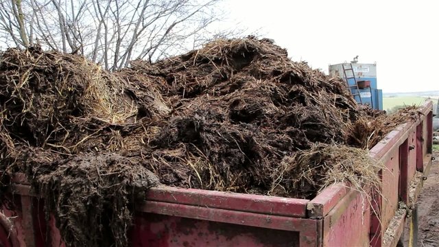 Manure Collected from Farm in Red Trailer Truck - Rural Agriculture Machines