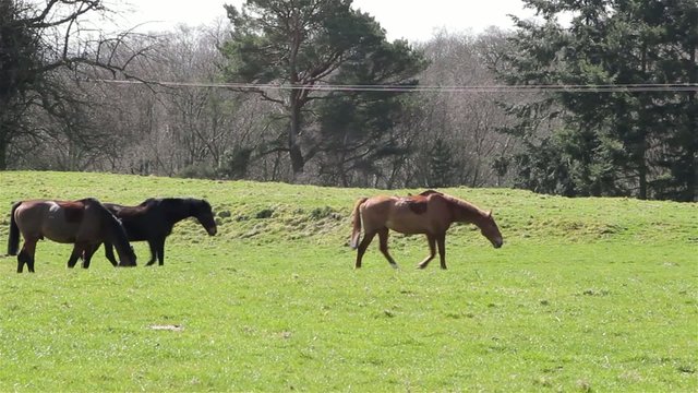 Three Horses in Gently Walking Field with Trees - English Countryside