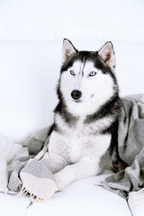 Beautiful cute husky lying on sofa with plaid in white room