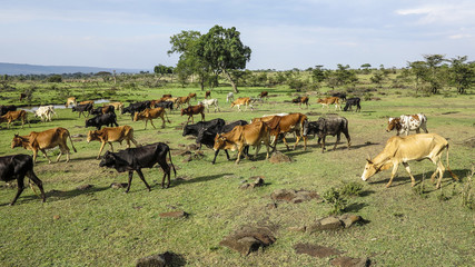 grazing cows in Masai Mara national park