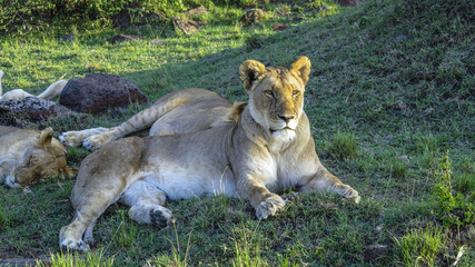 lion family relaxes in Masai Mara National Park.