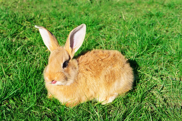 Fototapeta premium Little rabbit in grass close-up
