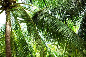 Green leaves of exotic palm trees