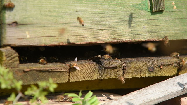 Bees