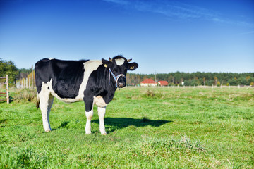 Cows graze on the green meadow