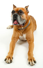 Obraz premium Cute dog isolated on white background