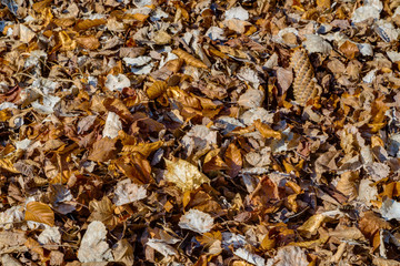 carpet of fall leaves and blades of grass in winter