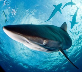 Silky Shark