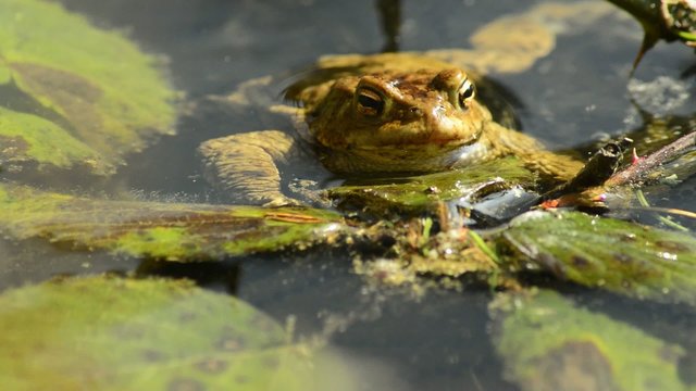 Kröte oder Frosch im Teich