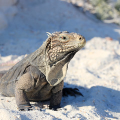 Iguana on white sand beach in Cayo Largo, Cuba