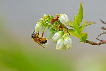 Beautiful little honey bee feeding on blueberry blooms.
