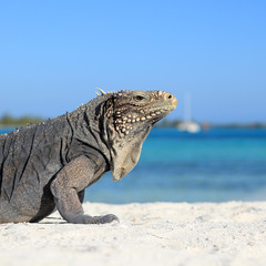 Iguana on white sand beach in Cayo Largo, Cuba - 81525614