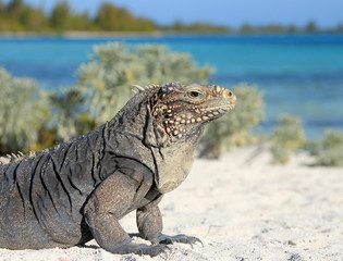 Iguana on white sand beach in Cayo Largo, Cuba - 81525620