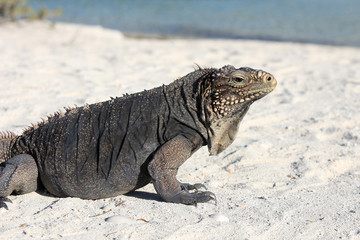 Iguana on white sand beach in Cayo Largo, Cuba
