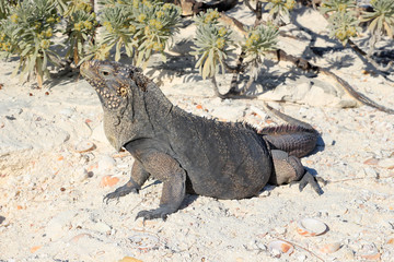 Iguana on white sand beach in Cayo Largo, Cuba