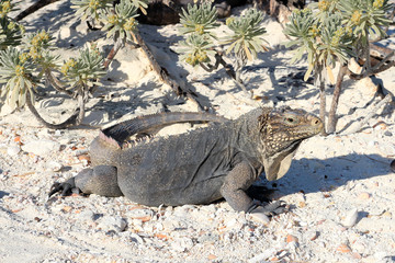 Iguana on white sand beach in Cayo Largo, Cuba