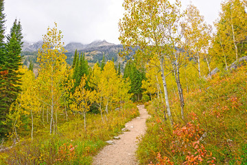 Aspen in Fall Colors in the Mountains