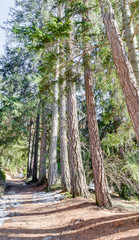 Walk path in alpine forest on Dolomites mountains