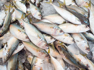 Fototapeta premium Mackerel fish in market