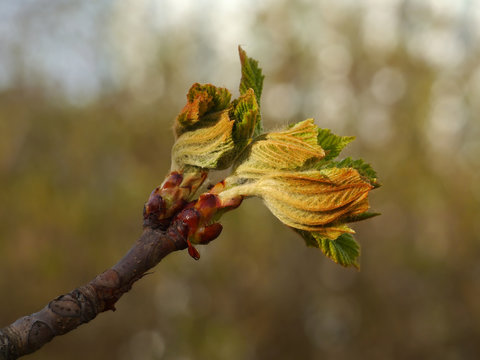 Chestnut blooming buds