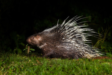 Nocturnal animals Malayan porcupine(Hystrix brachyura)