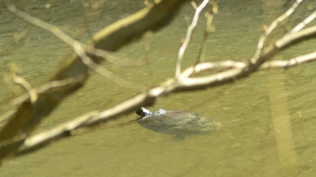 Schmuckschildkröte in deutschem Teich