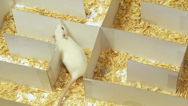 Rat Maze Camera Follows