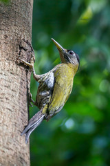 Female Laced woodpecker (Picus vittatus)