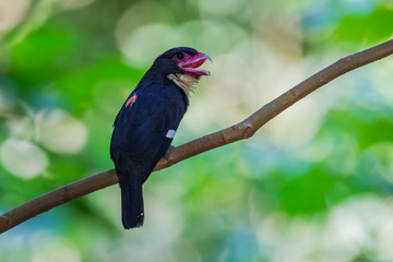 Portrait of Dusky Broadbill opening her mount