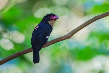 Portrait of Dusky Broadbill(Corydon Sumatranus)