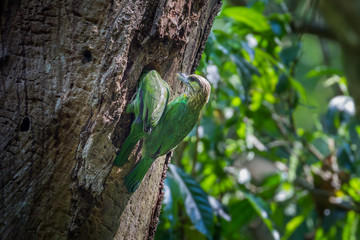 Couple of Green-eared Barbet  survey for hole