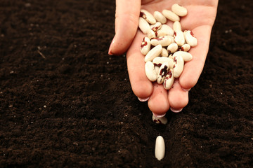 Female hand planting white bean seeds in soil, closeup