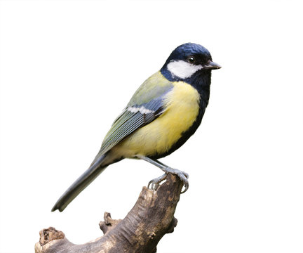 Great Tit On White