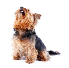 Cute Yorkshire terrier dog isolated on white