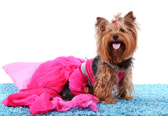 Cute Yorkshire terrier dog on blue carpet isolated on white