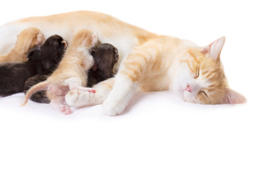 Fototapeta na wymiar red cat with kittens