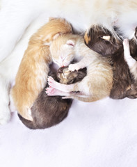 Fototapeta na wymiar red cat with kittens