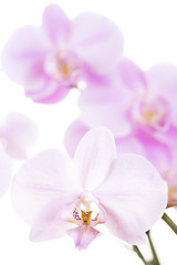 Obraz na płótnie Canvas orchid flowers close-up