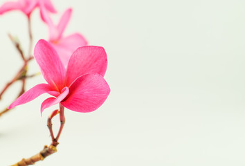 Plumeria flower