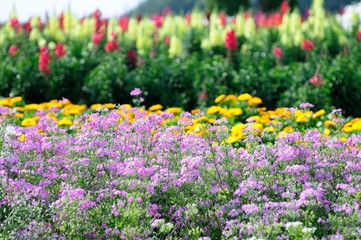 Fototapeta premium Flowers field