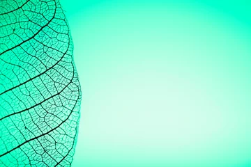 Crédence de cuisine en verre imprimé Feuille de veine décorative Feuille squelette sur fond vert, gros plan