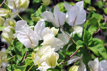 Flowers on green background