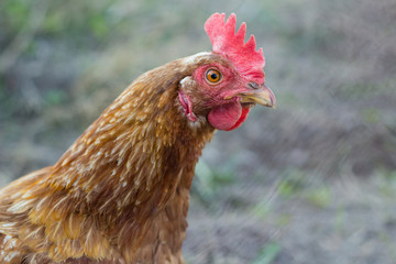 brown chicken hen at farm