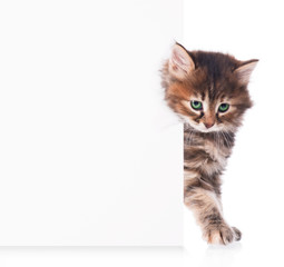 Fototapeta premium Siberian kitten